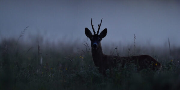 ROE DEER HUNT