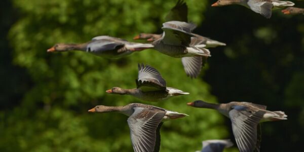 GOOSE HUNT