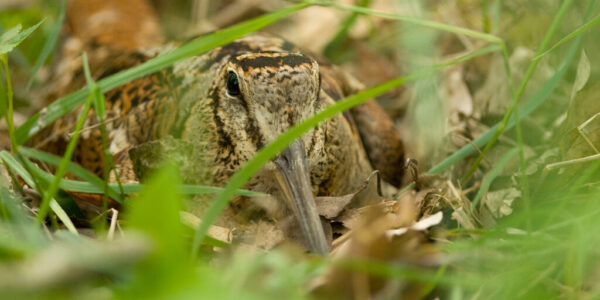 WOODCOCK HUNTING